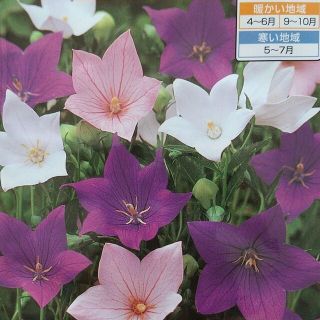 花の種       桔梗ミックス＋オマケ＋ロゼア(プランター)