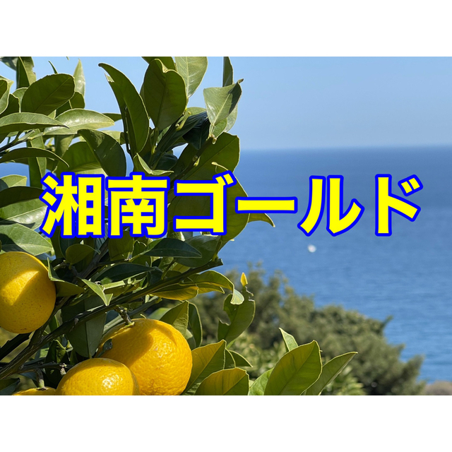 湘南ゴールド　箱込み3kg 2S〜Ｌ　小田原・片浦産　農薬：栽培期間中不使用 食品/飲料/酒の食品(フルーツ)の商品写真