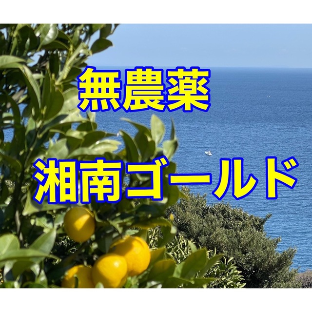 無農薬　湘南ゴールド　箱込み5kg    大小混合　小田原・片浦産 食品/飲料/酒の食品(フルーツ)の商品写真