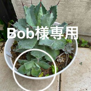 Bob様専用　青の雷神　子株(その他)