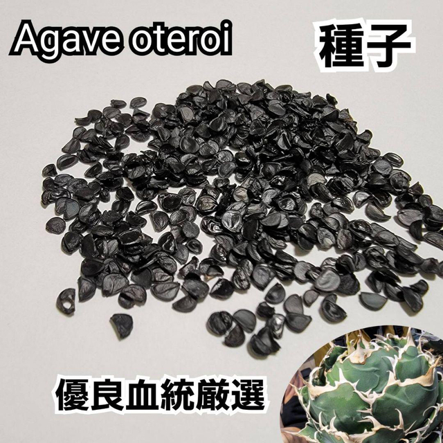 アガベ オテロイ Agave oteroi 種子 100粒