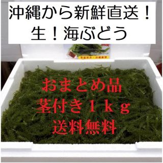 【沖縄】茎付き　生！海ぶどう１ｋｇ（シークヮーサー果汁入りタレ付）お買得商品！ (その他)