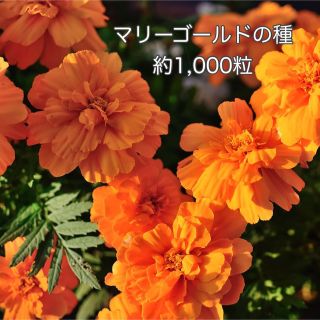 マリーゴールド　種　オレンジボーイ　約1,000粒(プランター)