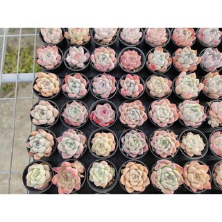 5韓国苗 多肉植物美苗 交配種 100苗セット 実生2-4CM