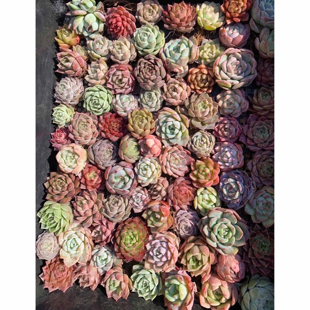 韓国苗 多肉植物美苗 交配種 100苗セット 2-4.5cm実生の通販 by 多肉