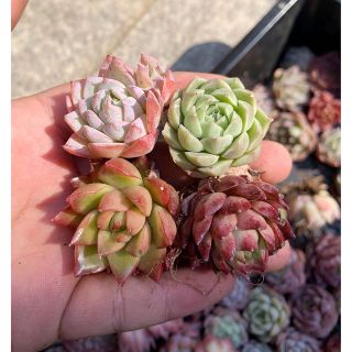 2-5❤新品限定❤ 韓国苗 多肉植物美苗 交配種 200苗 2-4CM