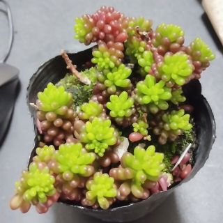 レッドベリー　5カット　多肉植物　セダム　カット苗(その他)