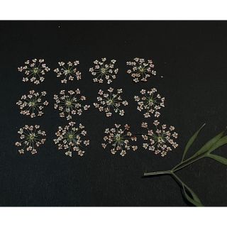 押し花　1.5cm 12枚 060 オレンジホワイト　ネイル　レースフラワー素材(ドライフラワー)