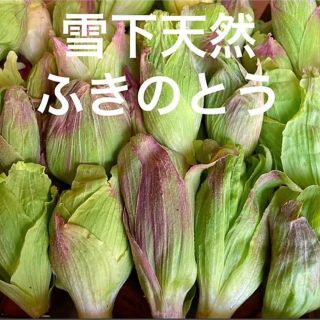 雪下 天然ふきのとう 400g以上 ふきのとう フキノトウ 蕗のとう 蕗の薹(野菜)
