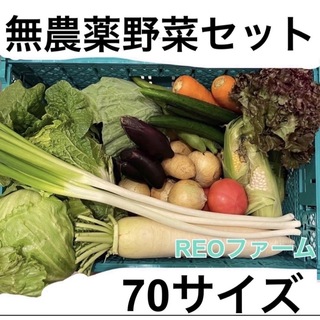 愛知県産　野菜　詰め合わせ　セット　70サイズ(野菜)