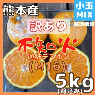 終了間近 不知火 訳あり M16 小玉MIX5kg(デコポン)(フルーツ)