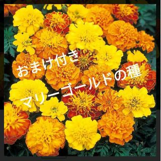 数量限定、おまけ付き！マリーゴールドの種とおまけでひまわり、しそ、キンセンカ！(その他)