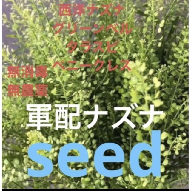 天然グリーンベルの種100粒 タラスピ ペニークレス 西洋ナズナ 軍配ナズナ 食品/飲料/酒の食品(野菜)の商品写真