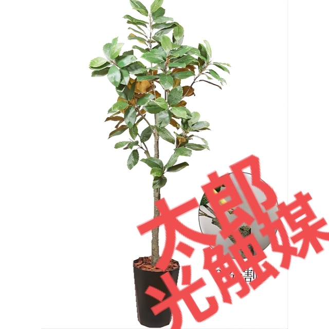 光触媒 人工観葉植物 ウォールグリーン フェイクグリーン マグノリア20-