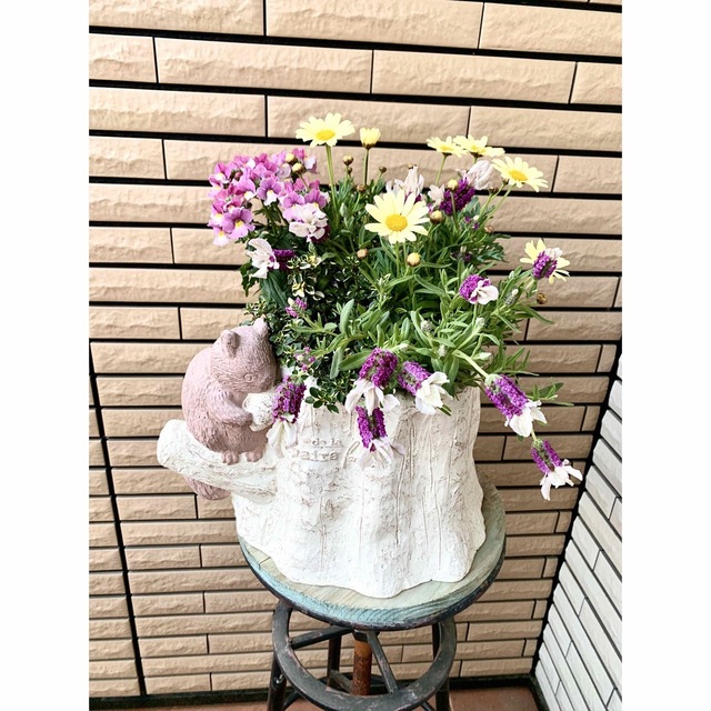 まめこのいえりすの陶器鉢に春の寄せ植え♪