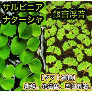 ★サルビニアナターシャ 銀杏浮苔 水草 浮草 メダカ めだか ビオトープ(アクアリウム)