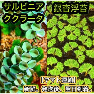 ⚫︎サルビニアククラータ 銀杏浮苔 水草 浮草 メダカ めだか ビオトープ(アクアリウム)