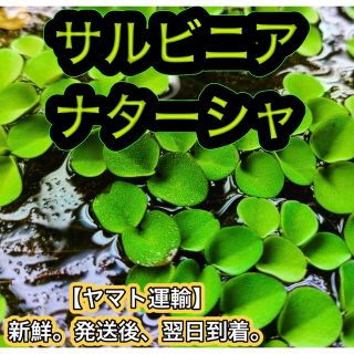 ★サルビニアナターシャ＋ａ 水草 浮草 ビオトープ めだか メダカ 熱帯魚(アクアリウム)