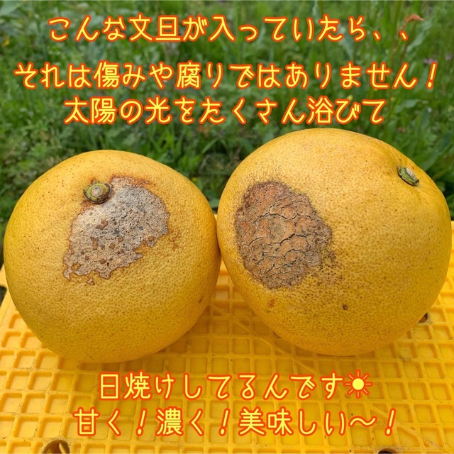 土佐文旦　ぶんたん　柑橘　 10kg 3Lサイズ 食品/飲料/酒の食品(フルーツ)の商品写真
