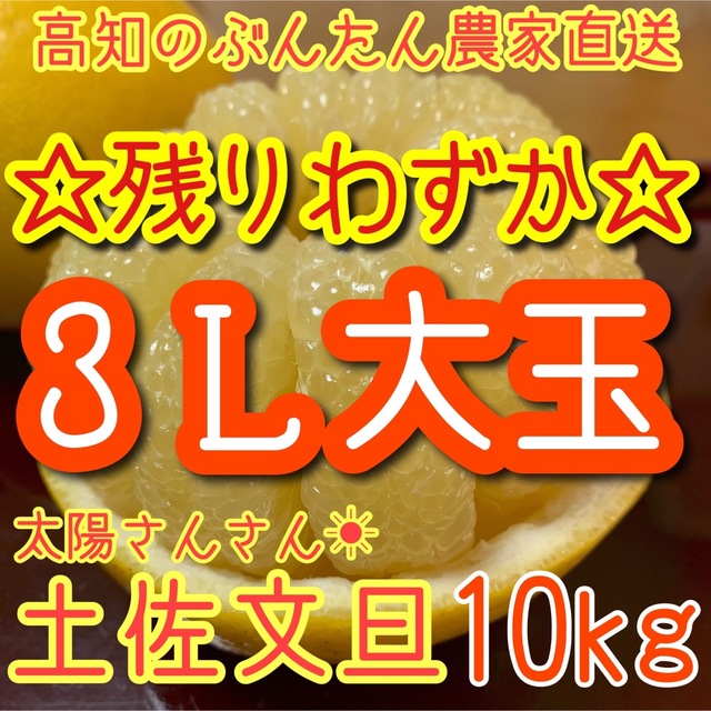 土佐文旦　ぶんたん　柑橘　 10kg 3Lサイズ 食品/飲料/酒の食品(フルーツ)の商品写真