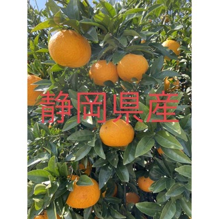 静岡県産 無農薬夏みかん 7キロ(フルーツ)