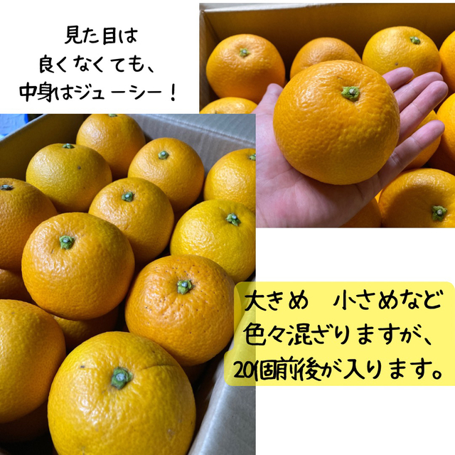 【訳ありご家庭用】和歌山県産・木成りはっさく4.5kg・ 食品/飲料/酒の食品(フルーツ)の商品写真