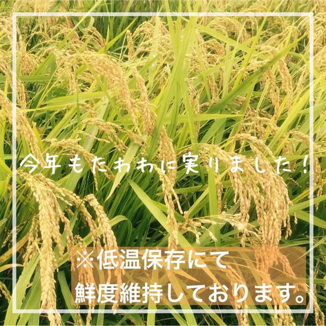 山の湧き水で育てた 農家のお米 兵庫県産キヌヒカリ 30kg 米/穀物 山の湧き水で育てた 農家のお米 兵庫県産キヌヒカリ 30kg 米/穀物