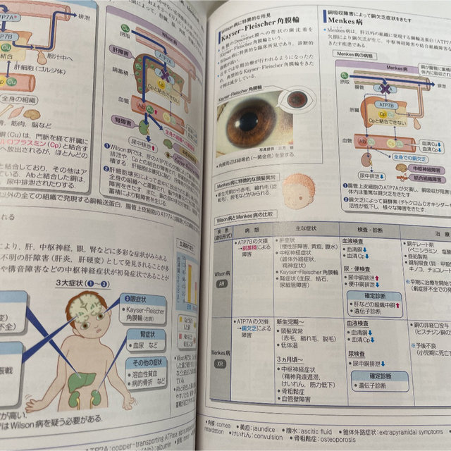 病気がみえる　見える　糖尿病　改訂4版 エンタメ/ホビーの本(健康/医学)の商品写真