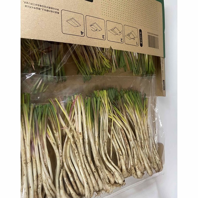 無農薬☀️ 沖縄県産　島らっきょう　細め500g 食品/飲料/酒の食品(野菜)の商品写真