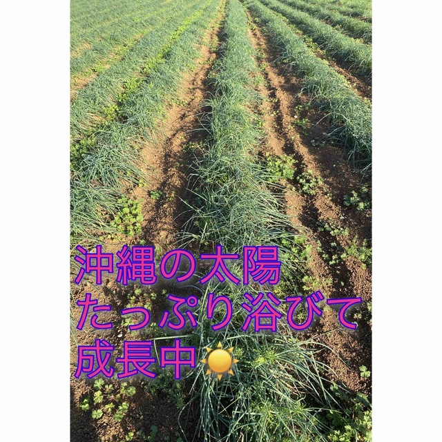 無農薬☀️ 沖縄県産　島らっきょう　細め500g 食品/飲料/酒の食品(野菜)の商品写真