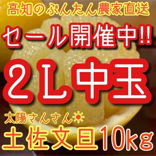 土佐文旦　ぶんたん　柑橘　 10kg 2Lサイズ(フルーツ)