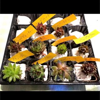 センペルビウム 10種類 お名前付♪多肉植物 寄せ植え Sempervivum①(その他)