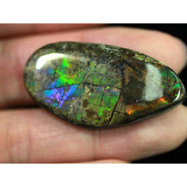 宝石ルース アンモライト 化石 Ammolite /約6.3g/1個 カナダ産