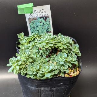 多肉植物　セダム　ローズセダム(その他)