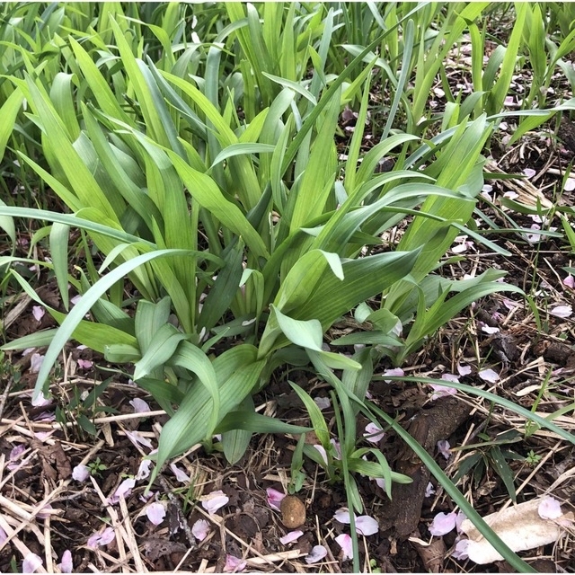 カンゾウ60g　新芽　朝採取れ　無農薬　山菜　漢方　山野草　新鮮 食品/飲料/酒の食品(野菜)の商品写真