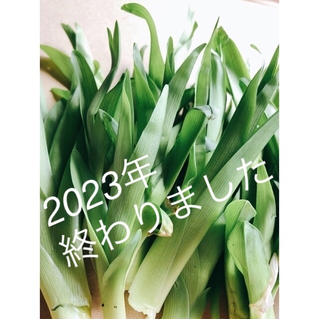 【予約受付】カンゾウ200g　新芽　朝採取れ　無農薬　山菜　漢方　山野草　新鮮 食品/飲料/酒の食品(野菜)の商品写真