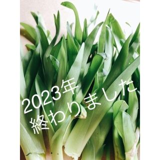 【予約受付】カンゾウ200g　新芽　朝採取れ　無農薬　山菜　漢方　山野草　新鮮(野菜)