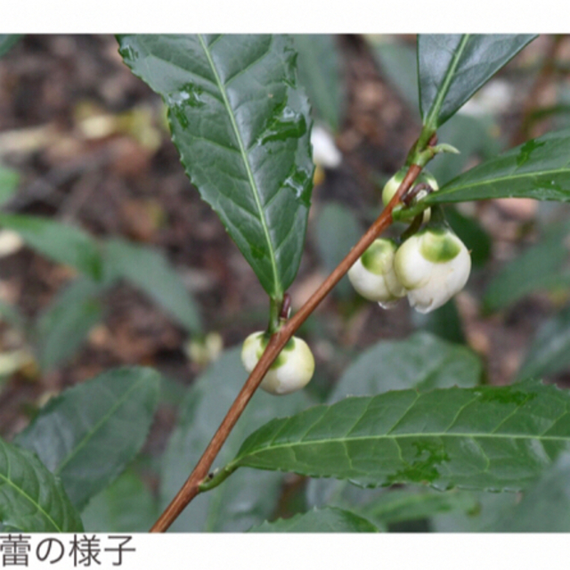 茨城産　お茶の種　無農薬栽培　タネ 15個　蒔き時期３.４月 食品/飲料/酒の飲料(茶)の商品写真