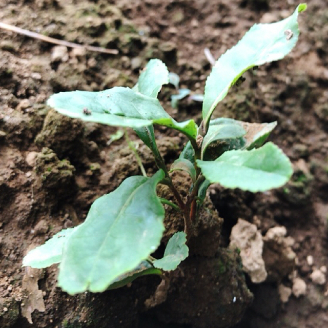 茨城産　お茶の種　無農薬栽培　タネ 15個　蒔き時期３.４月 食品/飲料/酒の飲料(茶)の商品写真