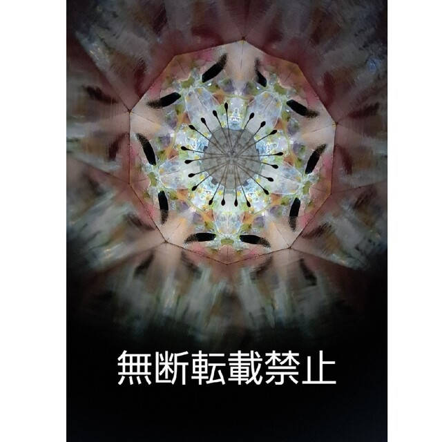 最安値販売中 鈴木明子 オイル万華鏡 サクラ www.baumarkt-vogl.at