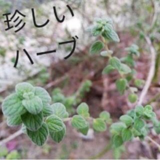 増量中★マジョラムシリアカ 挿し穂5本　珍しいハーブ　無農薬(その他)