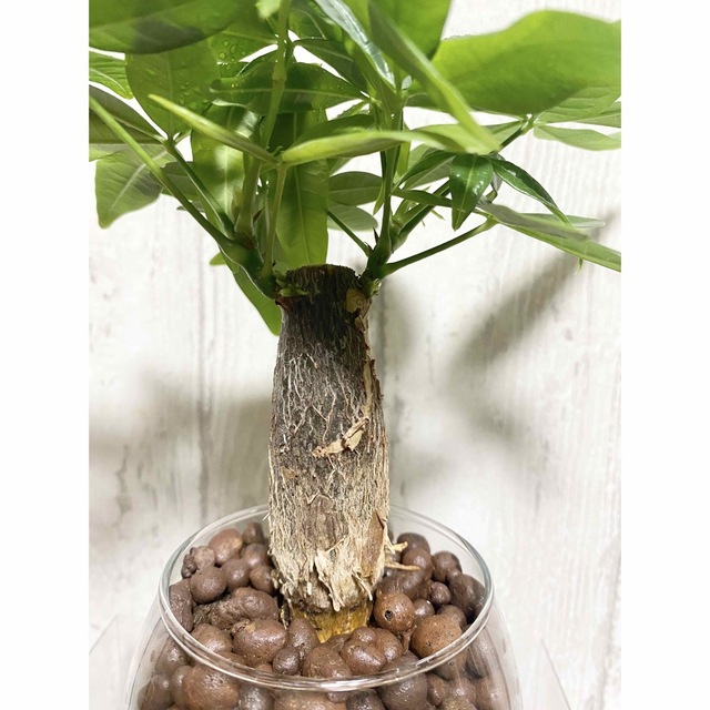 パキラ　観葉植物　ハイドロカルチャー ハンドメイドのフラワー/ガーデン(ドライフラワー)の商品写真
