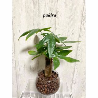 パキラ　観葉植物　ハイドロカルチャー(ドライフラワー)