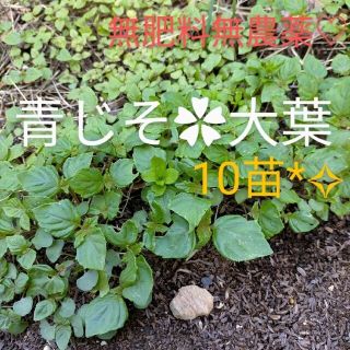 青紫蘇　大葉　幼苗*☆10苗　無肥料無農薬(その他)