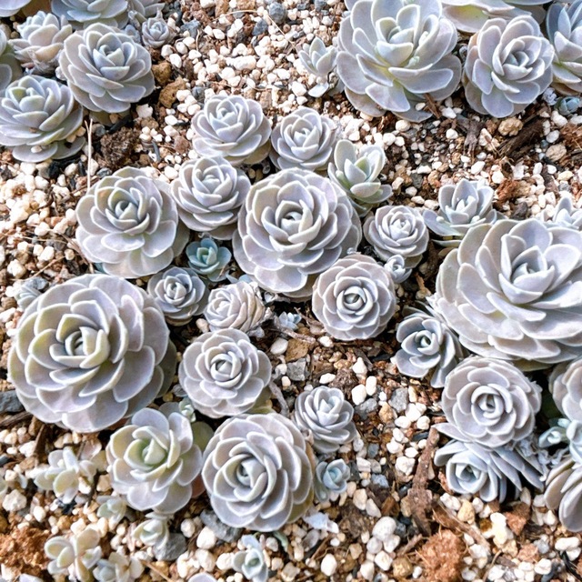 その他多肉植物　子持ち蓮華