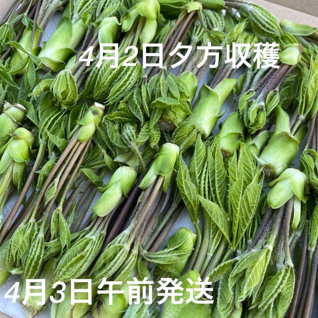 コシアブラ 食品/飲料/酒の食品(野菜)の商品写真