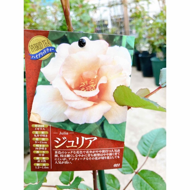 接木新苗薔薇苗　香り薔薇　強健　接木苗　バラ　バラ苗　薔薇苗 インテリア/住まい/日用品のインテリア小物(その他)の商品写真