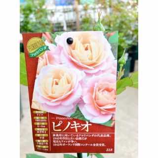 接木新苗薔薇苗　香り薔薇　強健　接木苗　バラ　バラ苗　薔薇苗(その他)