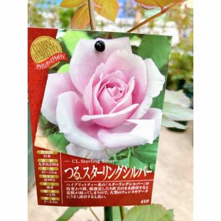 接木新苗薔薇苗　香り薔薇　強健　接木苗　バラ　バラ苗　薔薇苗(その他)