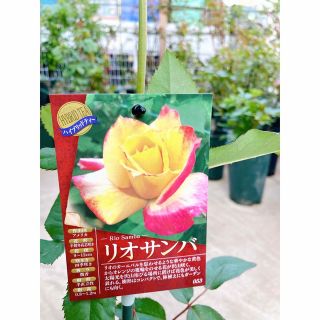 接木新苗薔薇苗　香り薔薇　強健　接木苗　バラ　バラ苗　薔薇苗(その他)